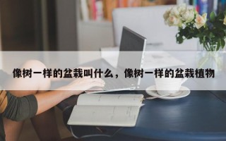 像树一样的盆栽叫什么，像树一样的盆栽植物