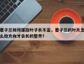 君子兰如何摆放叶子长不歪，君子兰的叶片怎么放方向才会长的整齐？
