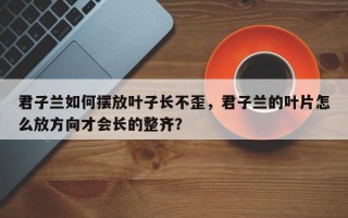 君子兰如何摆放叶子长不歪，君子兰的叶片怎么放方向才会长的整齐？