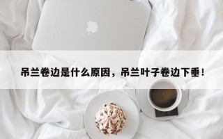 吊兰卷边是什么原因，吊兰叶子卷边下垂！