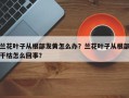 兰花叶子从根部发黄怎么办？兰花叶子从根部干枯怎么回事？