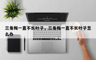 三角梅一直不长叶子，三角梅一直不长叶子怎么办