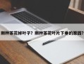 刚种茶花掉叶子？刚种茶花叶片下垂的原因？