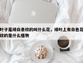 叶子是绿白条纹的叫什么花，绿叶上有白色花纹的是什么植物