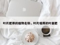 叶片肥厚的植物名称，叶片增厚的叶面肥