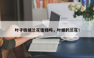 叶子极细兰花值钱吗，叶细的兰花！
