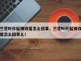 兰花叶片起皱纹是怎么回事，兰花叶片起皱纹是怎么回事儿！
