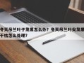 冬天吊兰叶子发黑怎么办？冬天吊兰叶尖发黑干枯怎么处理？