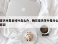 夏天梅花老掉叶怎么办，梅花夏天落叶是什么原因