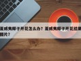 夏威夷椰子开花怎么办？夏威夷椰子开花结果图片？