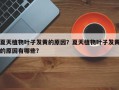 夏天植物叶子发黄的原因？夏天植物叶子发黄的原因有哪些？