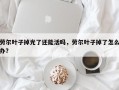 劳尔叶子掉光了还能活吗，劳尔叶子掉了怎么办？