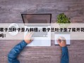 君子兰叶子歪八斜扭，君子兰叶子歪了能开花吗！