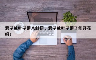 君子兰叶子歪八斜扭，君子兰叶子歪了能开花吗！
