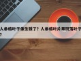 人参榕叶子像生锈了？人参榕叶片黑斑落叶子？