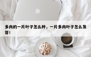 多肉的一片叶子怎么种，一片多肉叶子怎么发芽！