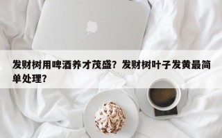 发财树用啤酒养才茂盛？发财树叶子发黄最简单处理？