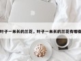 叶子一米长的兰花，叶子一米长的兰花有哪些