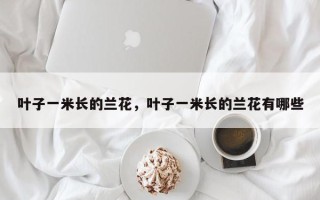 叶子一米长的兰花，叶子一米长的兰花有哪些