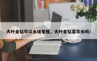 大叶金钻可以水培繁殖，大叶金钻喜欢水吗！