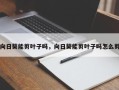向日葵能剪叶子吗，向日葵能剪叶子吗怎么剪