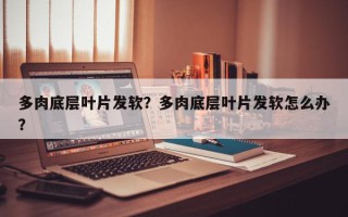 多肉底层叶片发软？多肉底层叶片发软怎么办？