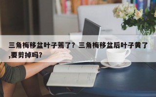 三角梅移盆叶子蔫了？三角梅移盆后叶子黄了,要剪掉吗？