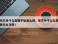 吊兰叶子尖发黄干枯怎么救，吊兰叶子尖尖发黄怎么回事！