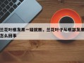 兰花叶根发黑一碰就断，兰花叶子从根部发黑怎么回事