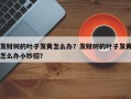 发财树的叶子发黄怎么办？发财树的叶子发黄怎么办小妙招？