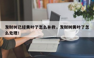 发财树已经黄叶了怎么补救，发财树黄叶了怎么处理！