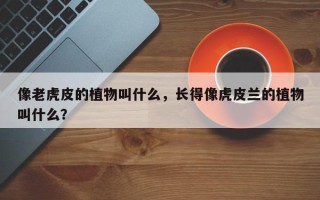 像老虎皮的植物叫什么，长得像虎皮兰的植物叫什么？