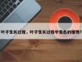叶子生长过程，叶子生长过程中变色的植物？