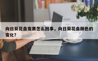 向日葵花盘变黑怎么回事，向日葵花盘颜色的变化？