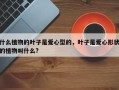 什么植物的叶子是爱心型的，叶子是爱心形状的植物叫什么?