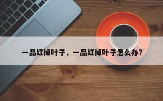一品红掉叶子，一品红掉叶子怎么办？