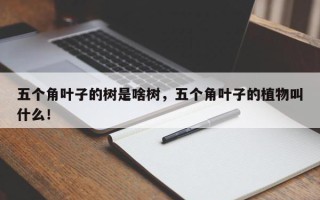 五个角叶子的树是啥树，五个角叶子的植物叫什么！