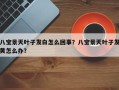 八宝景天叶子发白怎么回事？八宝景天叶子发黄怎么办？