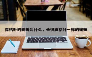 像枯叶的蝴蝶叫什么，长得跟枯叶一样的蝴蝶