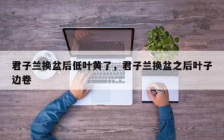君子兰换盆后低叶黄了，君子兰换盆之后叶子边卷