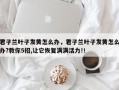 君子兰叶子发黄怎么办，君子兰叶子发黄怎么办?教你5招,让它恢复满满活力!！