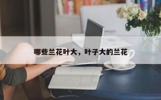哪些兰花叶大，叶子大的兰花