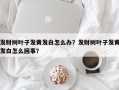 发财树叶子发黄发白怎么办？发财树叶子发黄发白怎么回事？