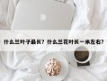 什么兰叶子最长？什么兰花叶长一米左右？