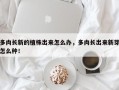 多肉长新的植株出来怎么办，多肉长出来新芽怎么种！