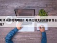 叶子大的花有哪些？叶子比较大的花都有什么花？