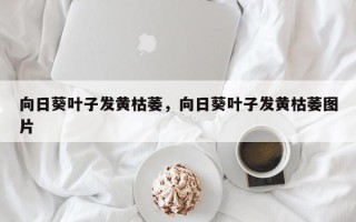 向日葵叶子发黄枯萎，向日葵叶子发黄枯萎图片