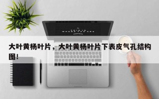 大叶黄杨叶片，大叶黄杨叶片下表皮气孔结构图！