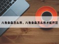 八角金盘怎么养，八角金盘怎么养才能开花