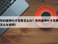 养的植物叶子发黄怎么办？养的植物叶子发黄怎么办视频？